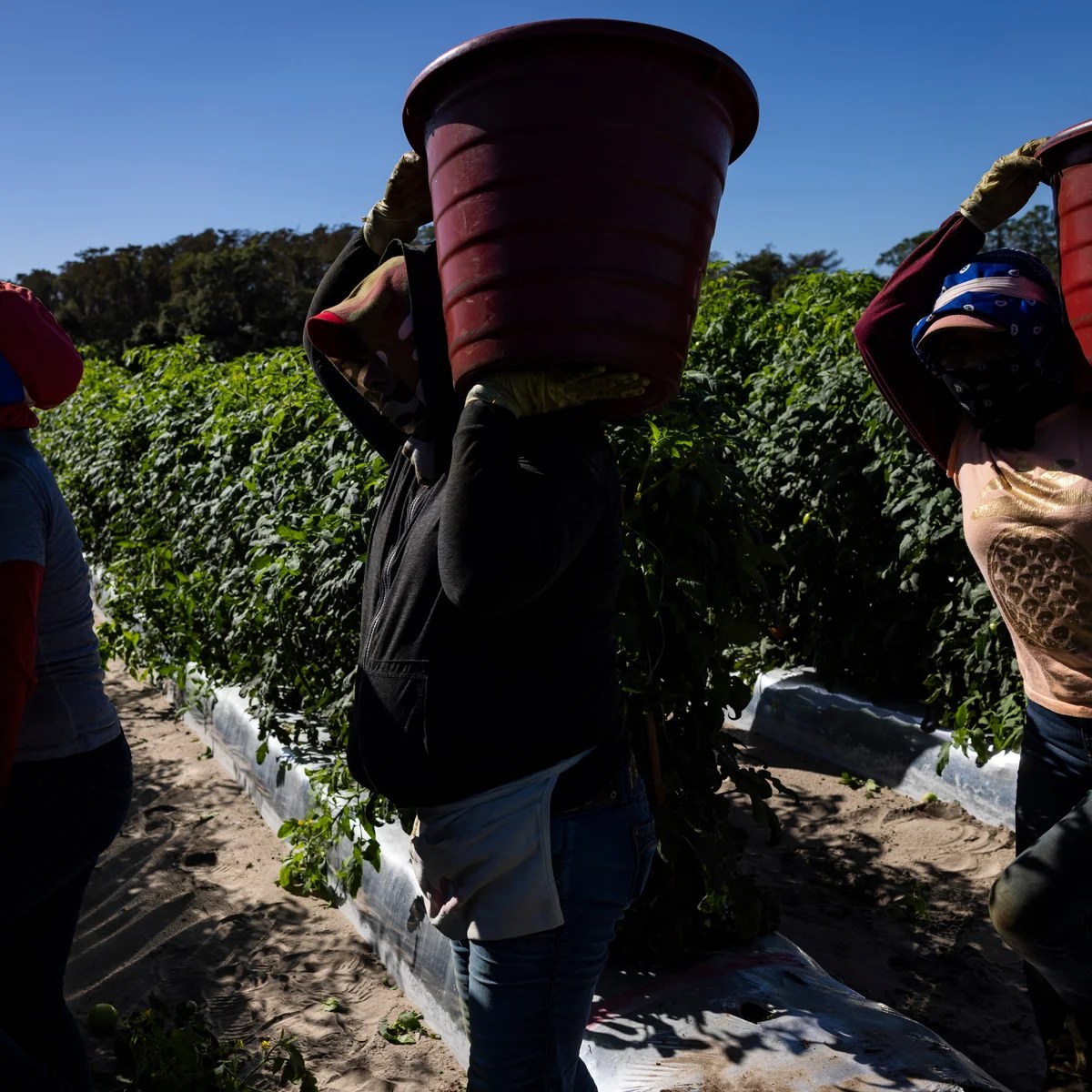 US workers facing deadly heat borrow from tomato pickers to win key protections